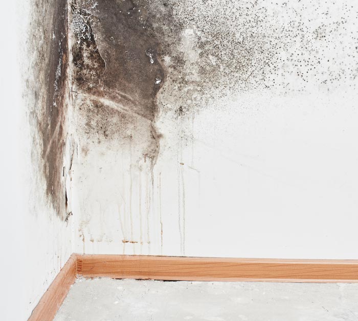 Mold Remediation Service