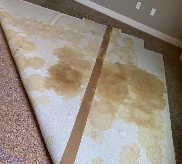 Pet Odor Removal Before