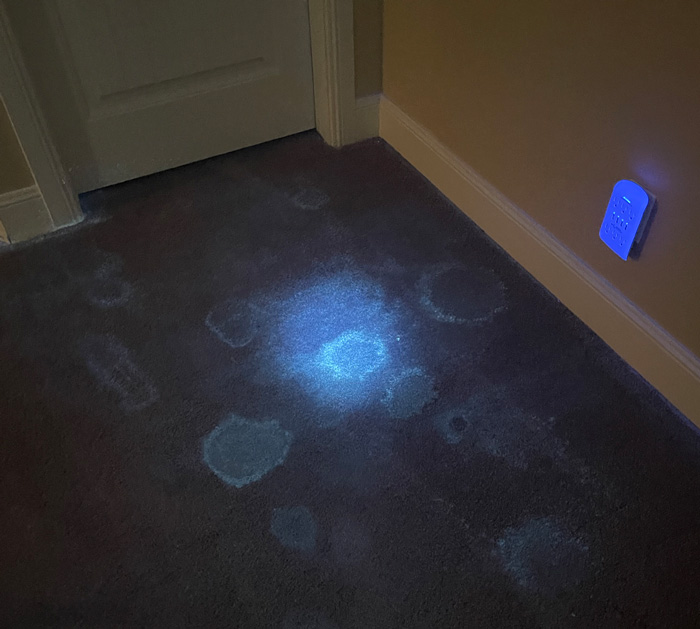 Stain Removal Carpet Cleaning Lehi 2